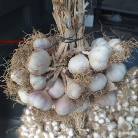Küçük Boy Sarımsak 1 Kg
