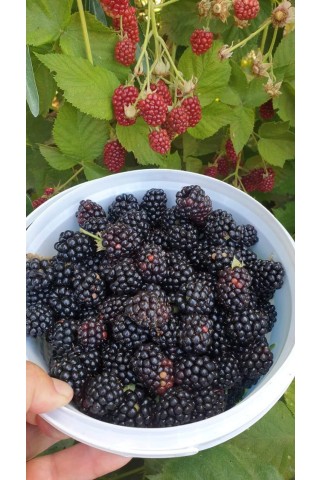 Karadut Özü 1 kg