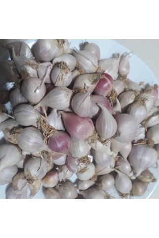 Mürdük (Tek Diş) Sarımsak 1 Kg