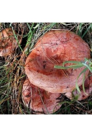 Kanlıca Mantar Turşusu 5 lık bidon